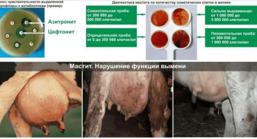 Definice subklinické mastitidy u krav a léčba doma