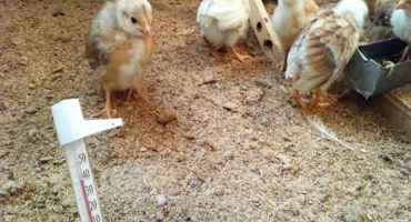 Organizace a péče o bakterie pro stelivo v kurníku vlastníma rukama