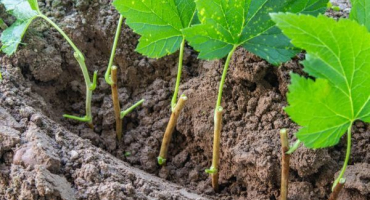 Podzimní řízky rybízu - pravidla chovu