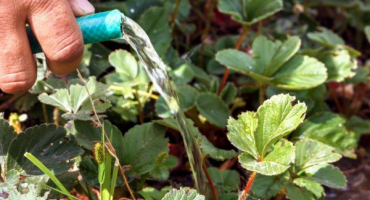 Podzimní krmení jahodami - co kultura v tomto období potřebuje