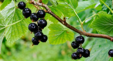 Podzimní péče o rybíz - důležité postupy