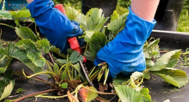 Podzimní prořezávání jahod - analyzujeme hlavní problémy