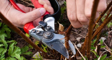 Podzimní prořezávání malin - schémata a jejich vlastnosti