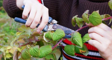 Podzimní prořezávání remontantních malin - účelnost postupu