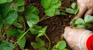 Podzimní výsadba jahod - podrobný návod