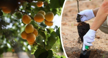 Podzimní výsadba sazenic meruněk: pravidla pro péči a přípravu na zimu