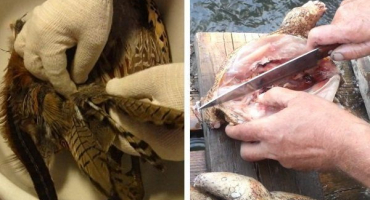 Bažantí špetka a řezník: pokyny krok za krokem