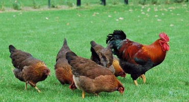 Škubání kuřat: ruční a mechanická metoda