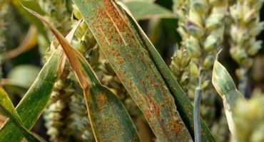 Hlavní choroby a škůdci ječmene