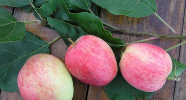 Hlavní charakteristika a popis letní pruhované odrůdy jabloně, poddruhy a jejich rozšíření v regionech