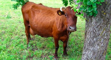 Hlavní plemena červeného baltského skotu