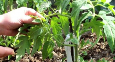 Základní pravidla pro pěstování rajčat pomocí holandské technologie