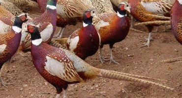 Základy domácího chovu bažantů