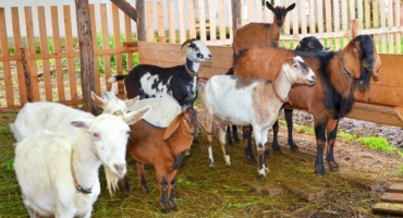 Základy chovu koz pro začátečníky