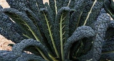 Vlastnosti černého zelí a jeho pěstování