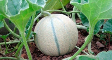 Vlastnosti melounu melounu: odrůdy, výsadba a péče