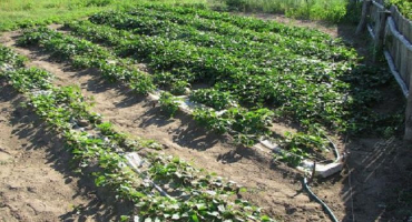 Vlastnosti a výroba úzkých postelí, chyby při jejich vytváření