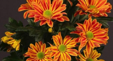 Vlastnosti a popis sprejových chryzantém odrůdy jordi, výsadba a péče