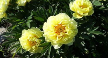 Vlastnosti a popis bartzella pivoňky, výsadba a pravidla péče