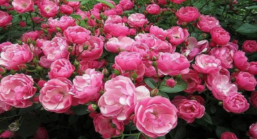 Vlastnosti a oblíbené odrůdy pižmových růží, jemnost výsadby a péče