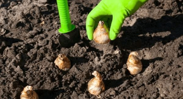 Vlastnosti a pravidla výsadby a péče o narcisy a tajemství zemědělské techniky