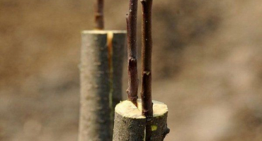 Vlastnosti a pravidla pro roubování třešní