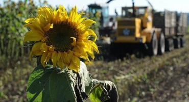 Vlastnosti a pravidla pro sklizeň slunečnice