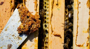 Vlastnosti a pravidla pro sběr propolisu