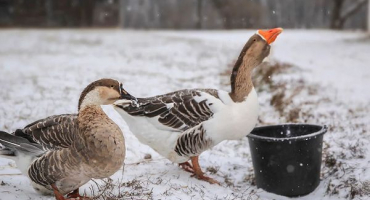 Vlastnosti a pravidla pro chov hus v zimě