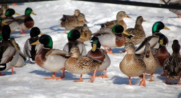 Vlastnosti a pravidla pro chov kachen v zimě