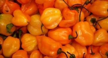 Vlastnosti a tajemství pěstování habanero pepře doma
