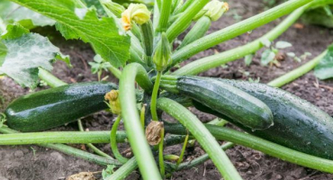 Vlastnosti squash squash