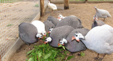 Vlastnosti krmení perliček na domácí farmě