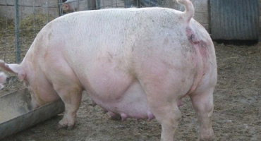 Vlastnosti krmení prasnic