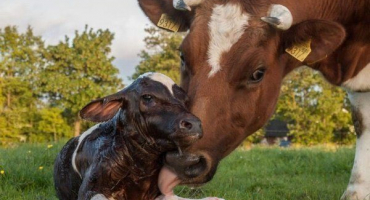 Vlastnosti krmení telat od narození