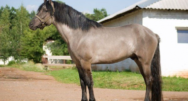 Vlastnosti koňského obleku v barvě myši