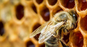 Vlastnosti partenogeneze u včel a problémy s tímto typem reprodukce