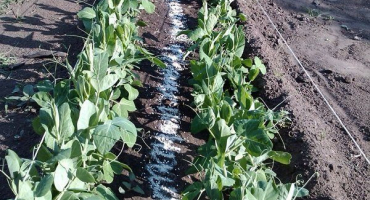 Vlastnosti krmení hrášku pro dobrou sklizeň