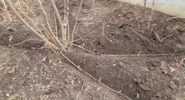 Vlastnosti výsadby a péče o lísku na sibiři a pravidla pro pěstování lískových ořechů