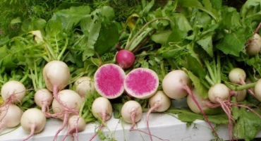 Vlastnosti výsadby a pěstování vodního melounu ředkvičky (ředkvičky)