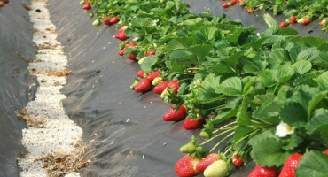 Vlastnosti výsadby a pěstování jahod pod filmem