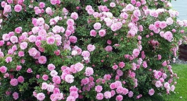 Vlastnosti výsadby trvalých keřových květin v zahradě, popis nejlepších druhů