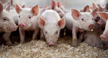 Vlastnosti použití hluboké podestýlky pro prasata