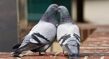 Chovné znaky holubů: věk, typy páření a samotný proces