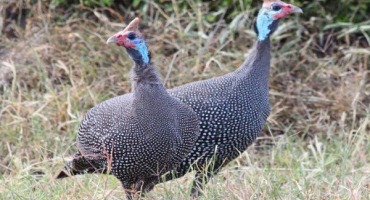 Vlastnosti chovu perliček: tipy pro začínající chovatele