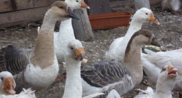 Vlastnosti chovu hus