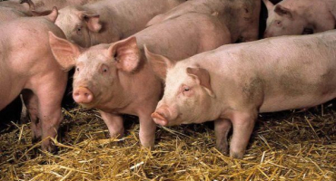 Vlastnosti chovu prasat: krmení, péče, údržba