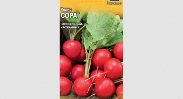 Zvláštnosti šťovíku a jeho pěstování