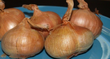 Vlastnosti rodinné cibule a její pěstování