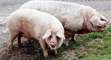 Vlastnosti páření a lovu prasat